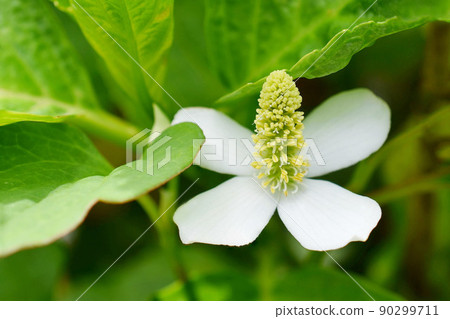 Houttuynia cordata flower Houttuynia cordata flower 90299711