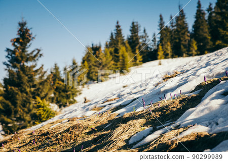 Winter mountains in the snow, coniferous forest, spring, snowy meadow 90299989