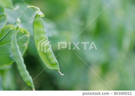 農村有機農業製成的蠶豆莢 農村有機農業製成的蠶豆莢 90300052