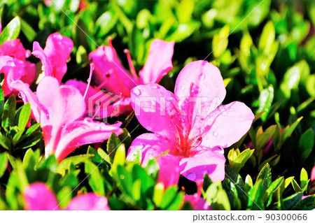 Satsuki flowers that get wet and shine in the drops 90300066