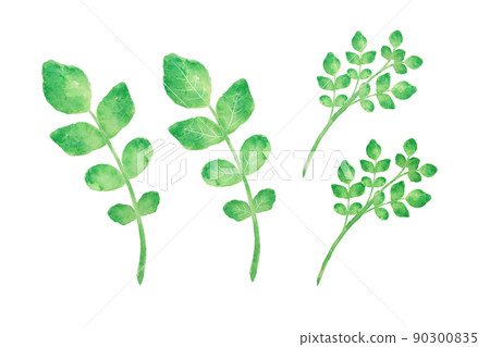 Watercress 90300835