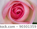 rose	 90301359