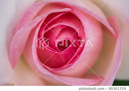 玫瑰 玫瑰 90301359