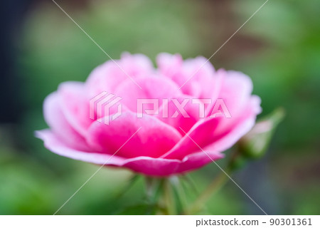 玫瑰 玫瑰 90301361