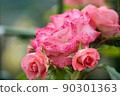 rose	 90301363