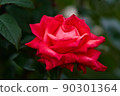 rose	 90301364