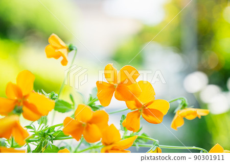 Orange pansy Orange pansy 90301911
