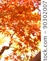 Autumn leaves 90302007