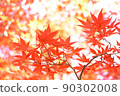 Leaves of autumn leaves 90302008
