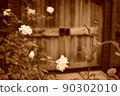 Sepia colored rose 90302010