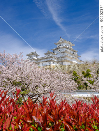 Hyogo_A spectacular view of Himeji Castle, a World Heritage Site in full bloom Hyogo_A spectacular view of Himeji Castle, a World Heritage Site in full bloom 90302574