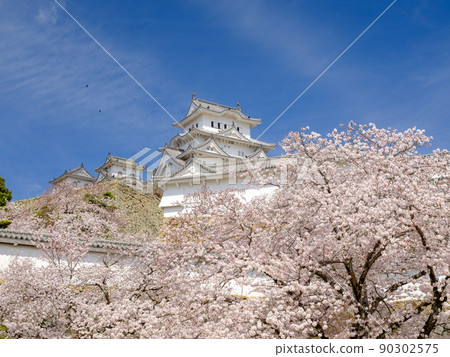 Hyogo_A spectacular view of Himeji Castle, a World Heritage Site in full bloom Hyogo_A spectacular view of Himeji Castle, a World Heritage Site in full bloom 90302575