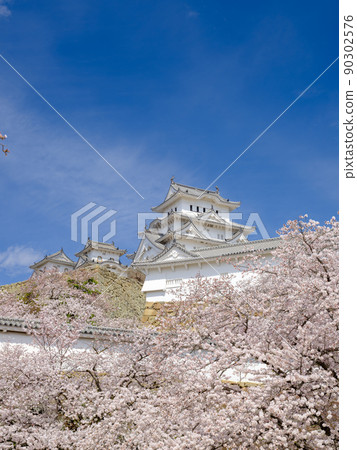 Hyogo_A spectacular view of Himeji Castle, a World Heritage Site in full bloom Hyogo_A spectacular view of Himeji Castle, a World Heritage Site in full bloom 90302576
