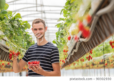 France, Gironde, May 2022: Farmer man picks a crop of red juicy strawberries on the field France, Gironde, May 2022: Farmer man picks a crop of red juicy strawberries on the field 90302930