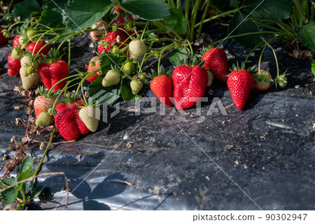 New harvest of sweet fresh outdoor red strawberry, growing outside in soil, rows with ripe tasty New harvest of sweet fresh outdoor red strawberry, growing outside in soil, rows with ripe tasty 90302947