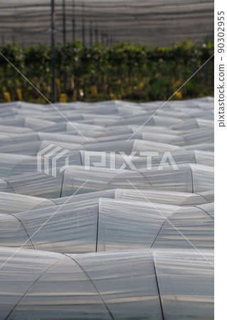 Farm plantation covered under agricultural plastic film tunnel rows, Create a greenhouse effect 90302955