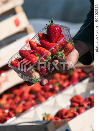 France, Gironde, May 2022: Box with ripe red strawberry while working on strawberry greenhouse field 90302956