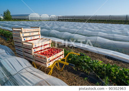 France, Gironde, May 2022: Box with ripe red strawberry while working on strawberry greenhouse field 90302963