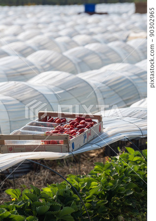 France, Gironde, May 2022: Box with ripe red strawberry while working on strawberry greenhouse field 90302965