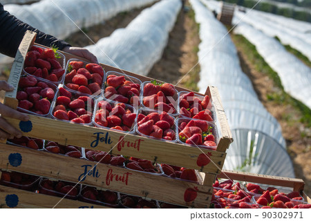 France, Gironde, May 2022: Box with ripe red strawberry while working on strawberry greenhouse field 90302971