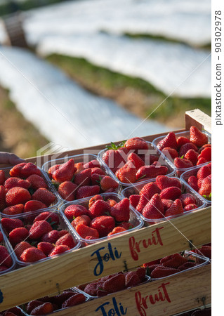France, Gironde, May 2022: Box with ripe red strawberry while working on strawberry greenhouse field 90302978