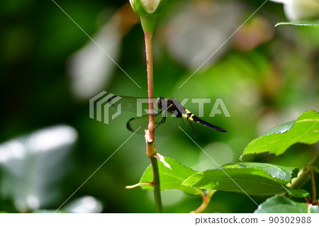 一隻雌性 Pseudothemis 蜻蜓附著在玫瑰花蕾的莖上。風很輕。可能。昆蟲圖片素材 90302988