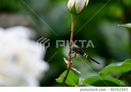一隻雌性 Pseudothemis 蜻蜓附著在玫瑰花蕾的莖上。風很輕。可能。昆蟲圖片素材 一隻雌性 Pseudothemis 蜻蜓附著在玫瑰花蕾的莖上。風很輕。可能。昆蟲圖片素材 90302993