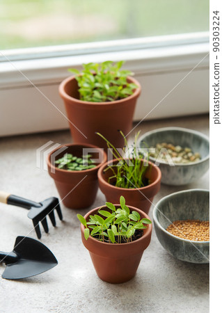 Pots with seedlings and seeds on the table Pots with seedlings and seeds on the table 90303224