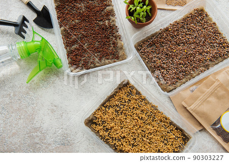 Microgreen seeds in paper bags and equipment for sowing microgreens. 90303227