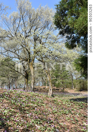 [Myoko City, Niigata Prefecture] Katakuri colony, Kannondaira ancient burial mounds 90303263