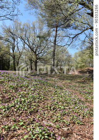 【新潟縣妙高市】卡塔庫栗聚居地、觀音平古墳 90303266