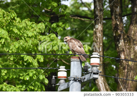 棲息在山林中的禿鷹 90303333