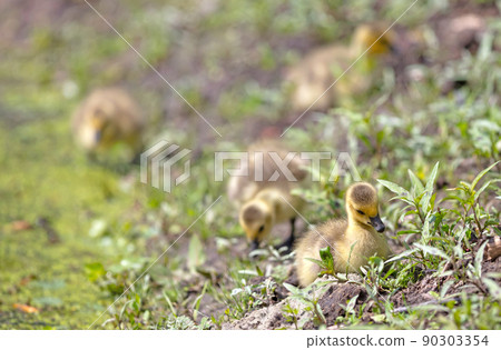 Canada goose, Branta canadensis, young 90303354