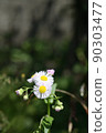5 在藥草園 90303477