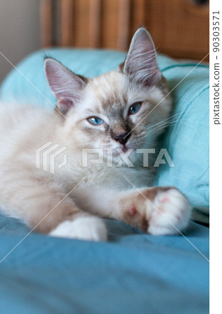 Ragamuffin kitten dozing Ragamuffin kitten dozing 90303571