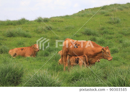 Asoyama Roku Ranch (Breastfeeding of red cows and parents and children) 90303585
