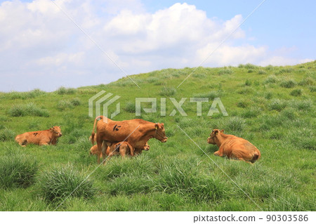 Asoyama Roku Ranch (Breastfeeding of red cows and parents and children) 90303586