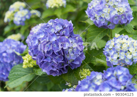 繡球 繡球 90304125