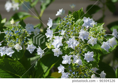 白色Hakuji繡球花 白色Hakuji繡球花 90304126