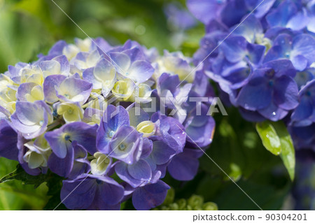 藍紫色繡球花 90304201