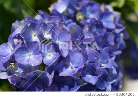 Blue-purple hydrangea 90304205