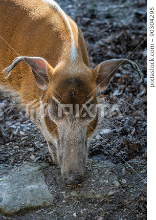 Red River Hog (Potamochoerus porcus) looking for food. 90304298