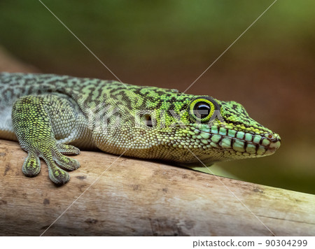 Standing's day gecko, Phelsuma standingi 90304299