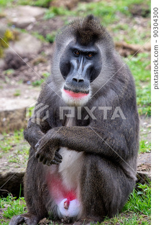 Portrait of Drill monkey, Mandrillus leucophaeus 90304300