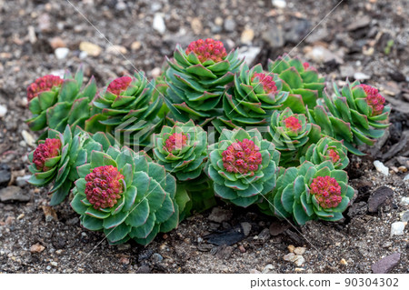 Green stems of Rhodiola rosea in the spring. Medicinal plants in the garden Green stems of Rhodiola rosea in the spring. Medicinal plants in the garden 90304302