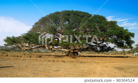 The Heroic Ficus Daaro Sycamore, Segheneyti, symbol of Eritrea The Heroic Ficus Daaro Sycamore, Segheneyti, symbol of Eritrea 90304524