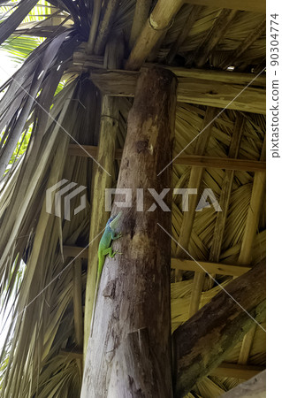 Allison's Anole (Anolis allisoni) 90304774