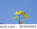 Rape blossoms 19 90304904