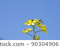 Rape blossoms 20 90304906