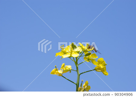 Rape blossoms 20 90304906